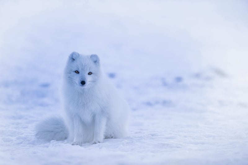 Arctic Exploration