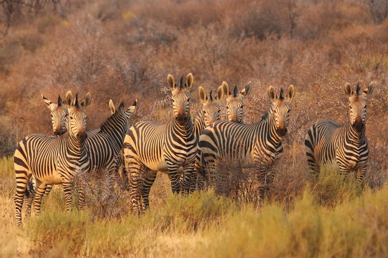 Safari in Africa