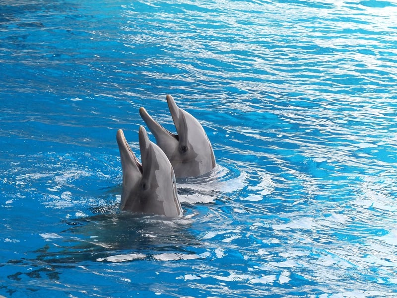 Dolphin in the ocean