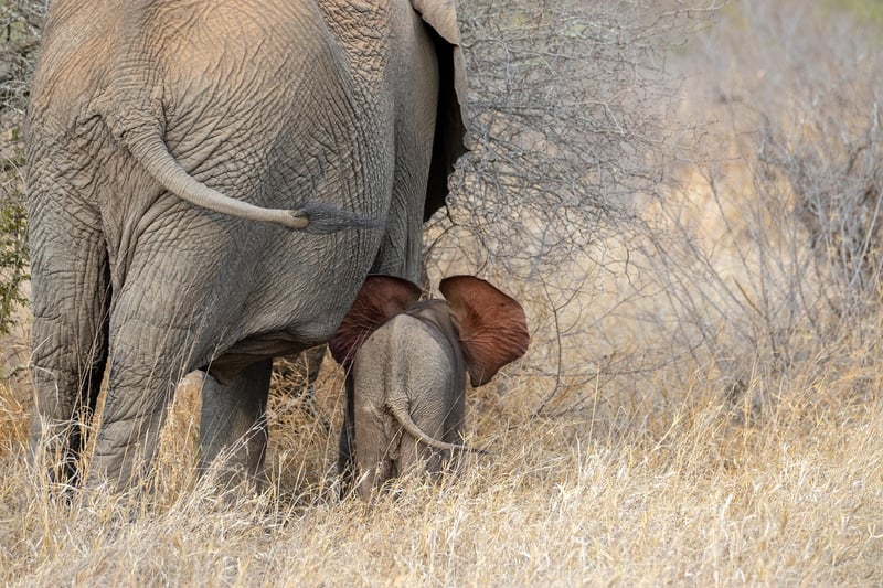 Elephant in the jungle