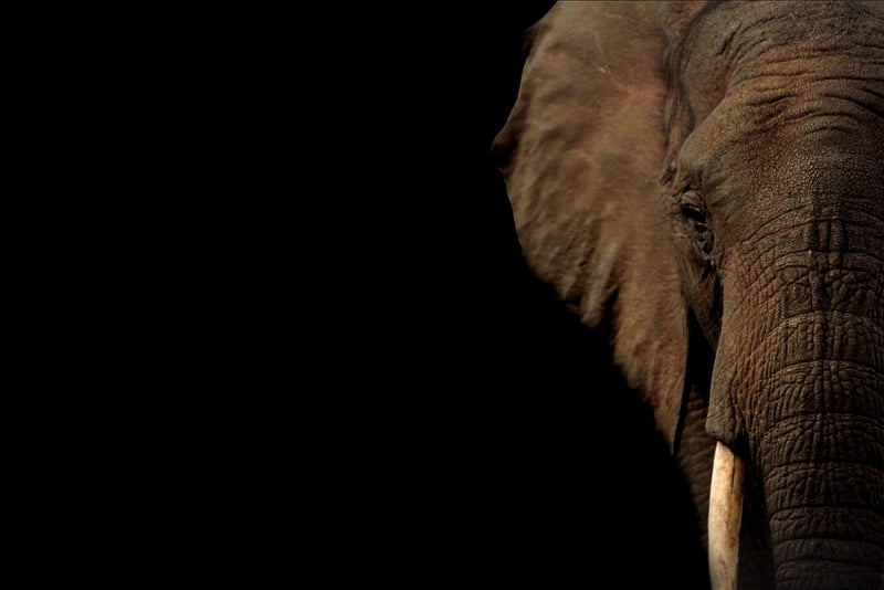 Elephants in the jungle