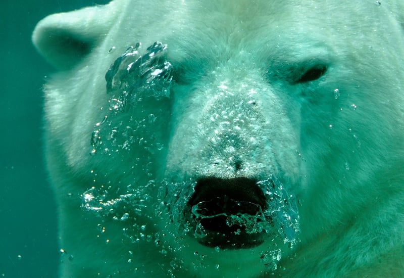 Arctic Polar Bear
